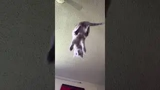 Flying cats #stitch #cattime #cat #catproblems #funny #catstime #furry