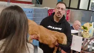 Esposizione Internazionale Felina di Bari