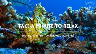 Take a minute XLVI: Leaf scorpionfish (Taenianotus triacanthus)