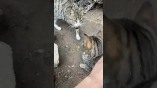 #love #youtube #cat #farmcat #2024 #cutefarmanimals #animals #catsvillage #fyp #keşfet #kedi #baby