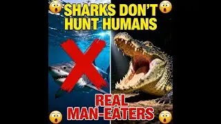 SHARKS DON'T ACTUALLY HUNT HUMANS - MEET THE REAL MAN-EATERS