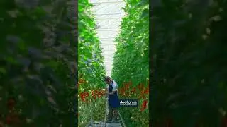 Daily Routine Harvesting Work in the Greenhouse