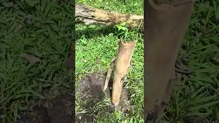 TREE GROWING PROJECT (NO COPYRIGHT MUSIC)