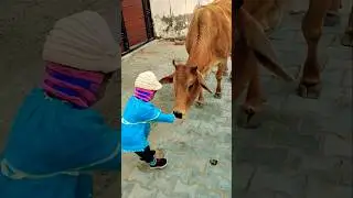 Unlikely friends: a Calf and a Golden Retriever Share Biscuits! 🐶🐮 #shorts #youtubeshorts #calf #dog
