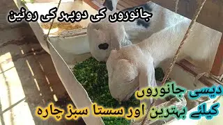 Animals Afternoon Routine ll Desi janwaroo ka best sabz chara ll Sasta sabz Chara ll Desi bakri ll