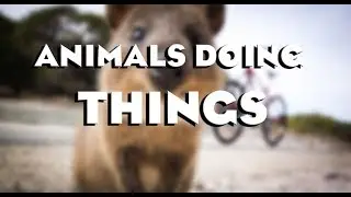 МИЛЫЕ ЖИВОТНЫЕ ВЕСЕЛЯТСЯ ПОДБОРКА / ANIMALS DOING THINGS