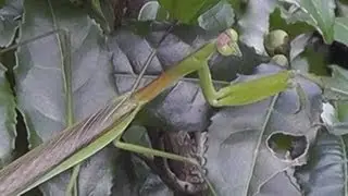 🐝 Two Praying Mantises - Real Japan Monsters
