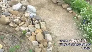 Crazy Huge Wasp In Flight Kung fu Maintenance Video