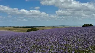 Endless Fields of Phacelia - Yarnbury, Wiltshire