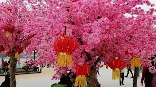 🌸Explore Victoria Harbour🌸
