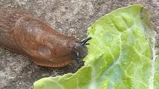 Slug Eating Cabbage Time Lapse