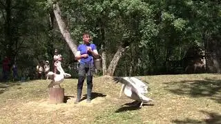 ZOO Plaisance Otaries Oiseaux (Spectacles)