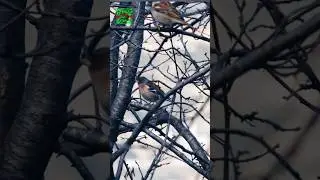 Bird sound | Eurasian Chaffinch call #shorts #viral #nikon #birds