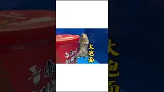 Groundhog Cute Pet Content Inspiration Search Two Continuous Changes