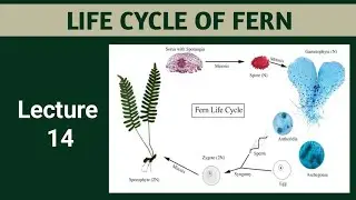 Life Cycle Of Fern || Dryopteris || Diversity Among Plants&nbsp;