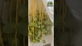 ajwa khajoor ke fayde nad Ajwa Dates benefits🌴🌴🌴🌴2025#health #farming #fruit 