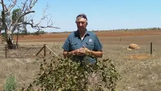 Australian NGO could use drones to restore ecosystems after Wildfires
