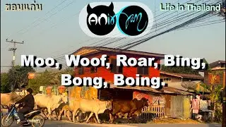 Mundane Sights & Sounds in Rural Thailand January 2026 Edition