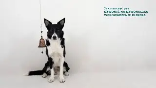 Jak nauczyć psa DZWONIĆ NA DZWONECZKU, WPROWADZENIE KLIKERA