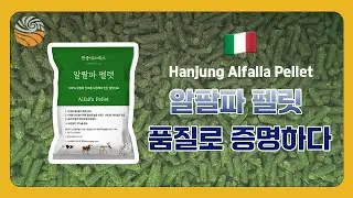 한우를 위한 프리미엄 알팔파 펠릿 | 한중에스에스 검증