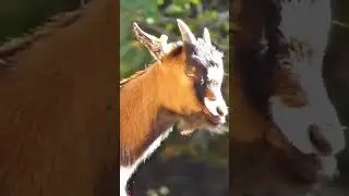 Zicke