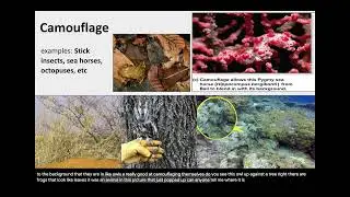 Dec 16th Species Interactions and beyond