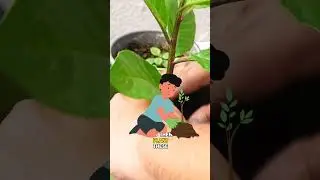 Unlocking the Secret to Propagating Longevity Spinach | Shorts