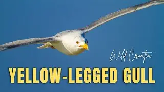 The yellow-legged gull (Larus michahellis) breeding colony