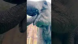 Hungry Giants: Elephants Eating at the Zoo.