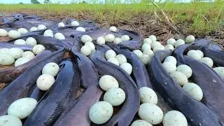 Top skill fisherman catch fish and duck eggs by hand 🖐️ at field near the road
