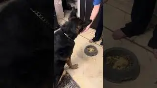 Smart German Shepherd Shakes Hands Like a Pro! 🤝🐶 #CleverDog #GermanShepherd
