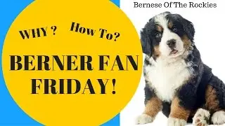Why Blue Eyed Bernese Mountain Dogs? & Should you Adopt a Blue Eyed Berner?  | Berner Fan Frida