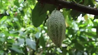 Rainforest Chocolate Tour - Costa Rica