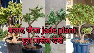 Bargad jesa jadeplant 🌳bonsai like banyan tree #jadeplant #jade  #viralvideo #jadebonsai  #ytviral 