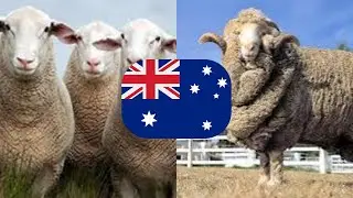 TOP 5 Sheep Breeds in Australia!