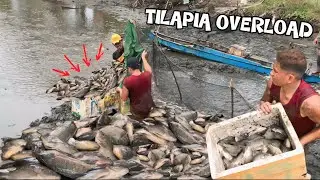 NAGHARVEST NA KAMI NG AMING MGA TILAPIA PART 2