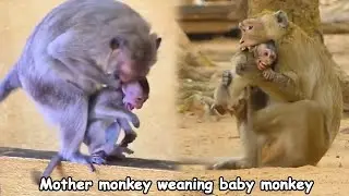 Mother monkey weaning her baby monkey, baby monkey reacts violently