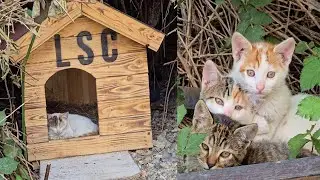 Cat Colony Survives Storm Thanks to Waterproof Houses We Built | Love Street Cats