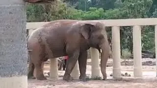 kaavan Elephant meet new friends Arun Reah (left) and Sarai Mia