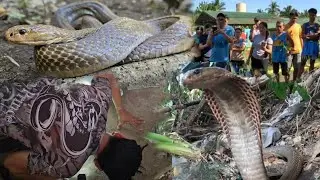 MGA GURO PINASOK NG COBRA