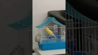 Super Slavujar Canary Singing