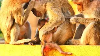 A Scary Fall: Mother Monkey Watches as Her Tiniest Baby Loses Balance