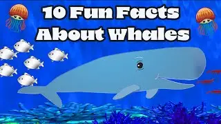 Fun Facts About Whales