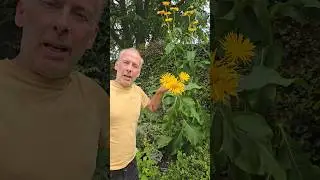 Elecampane (inula helenium) #gardening #nativeplants #herbs #adventure #permaculture #explore