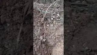 Osmania University forest in jeeluga, girukathaadu,fishtail palm seeds plantation