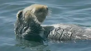 Sea Otters at Morro Bay