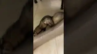 Run #ferret #ferretsplaying #animal #ferretlover