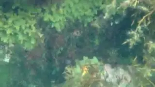 Undervattensfilm