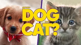 Are You A Dog Or A Cat? - Quiz