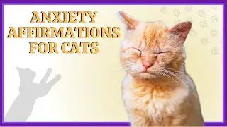 Instant Cat Anxiety Relief: Calming Affirmations